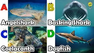ABC phonics animals | ABC Sea Animals song | Alphabets Kids Song #angelshark