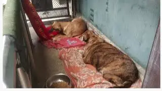 Winter & Stray Dogs❄️ !! Street Dogs ki Care kese kare !! Street Dogs ko khana kya de !!