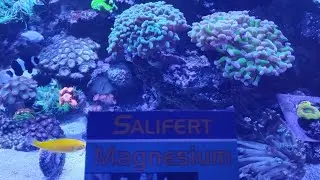 testing magnesium with salifert test kit