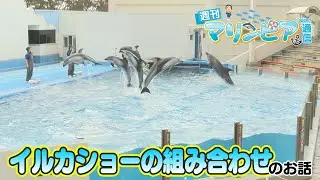 週刊マリンピア通信　＃197 イルカショーの組み合わせ