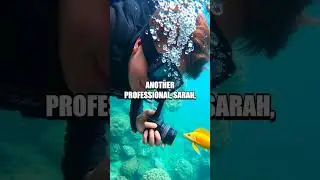 The Unique Career of Professional Underwater Photographers