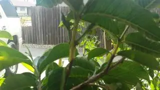 Poda de guayabo, como podar o desojar un guayabo,