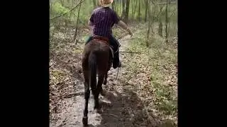 Extremely gentle bay Molly mule