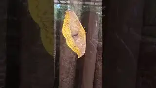 Morning Visitor🦋🦋🦋#youtube#shortvideo #shorts #short