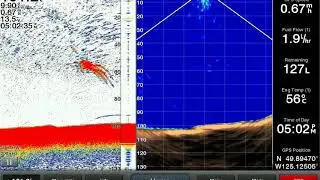 Panoptix PS30 Saltwater a school of Chum Salmon