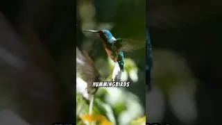 Top 5 Animals Known for Their Agility