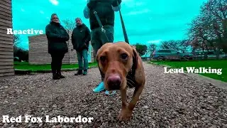 Incredibly Nervous Red Fox Lab