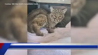 Local bobcat kittens get a second chance at life