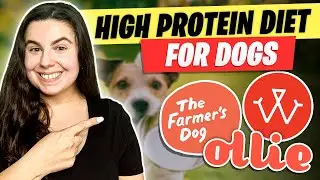 High Protein Diet For Dogs: Should You Feed Your Dog High Protein?