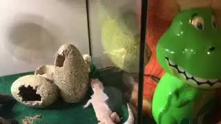 Meet Rex the Gecko