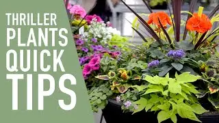 Quick Tip - Thriller Plants 😱🌼 || West Coast Gardens