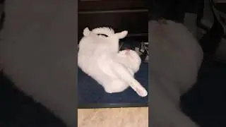Интересно... ему так удобно? #shorts #cat #shortvideo #милота #прикол #приколысживотными #животные