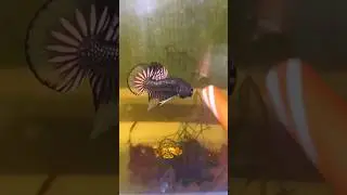 Copper Sunrise imbellis #wildbetta