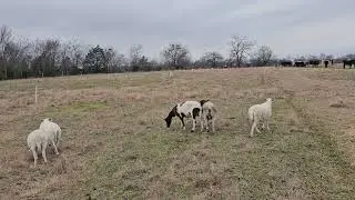 The only effective method for managing sheep is aggressive culling