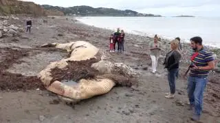 Minke whale washed ashore Shankill Beach, Ireland