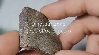 Dinosaur Bone Slab #2