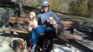 Holidays at Green Doggie Home Boarding [Video]