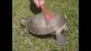 Turtle Wiggle Wiggle WiggleTurtle Twerk