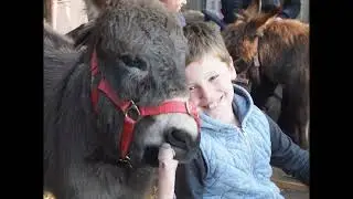 Donkey Love Therapy