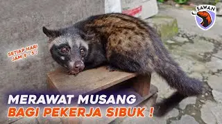TIPS MERAWAT MUSANG BAGI PEKERJA / KARYAWAN YANG SIBUK ! #SAWAN