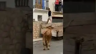 Crazy bull attack a man 😂😂 funny video #shorts #viral #shortvideo #funny #bull #stisfyingvideo
