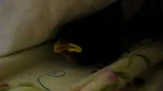 Feeding a Baby House Sparrow