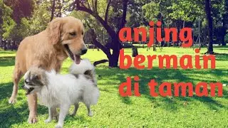 mocki anjing super jahil😂🐶😍🥰