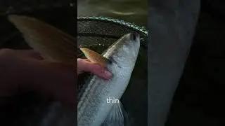 How to tell thick and thin lipped mullet apart #mulletfishing