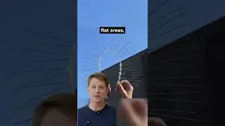 Stop Pigeons From Taking Over Your Space 🕊️