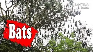 Bats | Bats Sound | Bats Calling Voice | Bats Vision | Flying Mammal | Voice of Bats | Bats Voice |