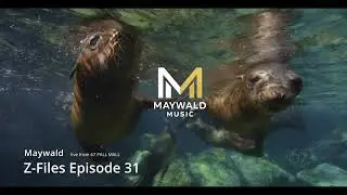Z Files Episode 31 | Maywald Goes Live! Relaxing House Music, Deep House Mix, Sunset House Mix