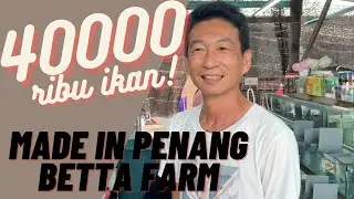 MADE IN PENANG BETTA FARM || BREEDER 9 TAHUN || VLOG