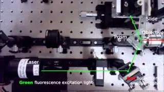 TIRF Microscope image of fluorescent beads