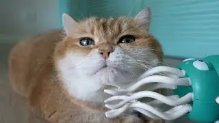 Squid Game, or massaging fluffy cheeks.