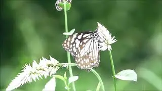 Glassy Tiger Butterflies by Nitin Gurav