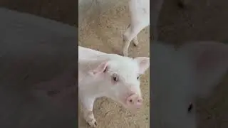 pig farming