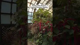 Summertime/Tropical displays. #plants #nature #garden #fyp