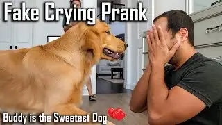 Crying in Front of My Dogs to See Their Reaction (Buddy Kisses Me) @ouramericandream1183