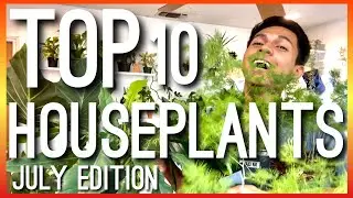 Top 10 Houseplants for July 2020 || Houseplant Favorites || July Indoor Plants