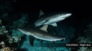 TDM  - Shark Night Dive - Fakarava