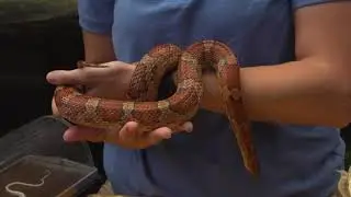 NC Aquarium on Roanoke Island - Corn Snakes
