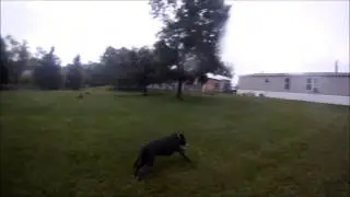 Ciera Running Around Yard