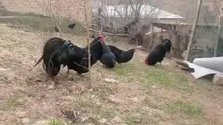 J&oacute;jalari bor namangan 15 kunlik donasi 100 ming sifatiga yarasha kami y&oacute;q 977771793