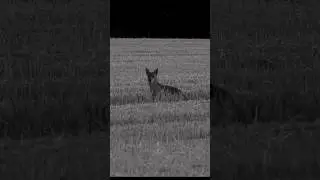 Близкая встреча с охотящейся лисой! #foxhunt #hunting #subscribe #foxhunting #nature #wildlife #ypp