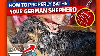 How to give bath your German shepherd 😲🐕#germanshepherd #gsd