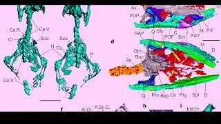 Fossil lizards-snakes discovered from a late Miocene hominid locality of India (9.1 Million Years)