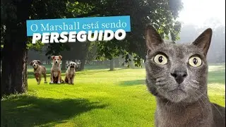 O Marshall est&aacute; sendo perseguido!😮#gatos #gatosengra&ccedil;ados#gatofalante #trigatos #theycantalk