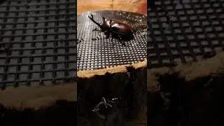 郡上明宝産#カブトムシFH0