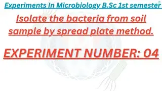 Isolate the bacteria from soil sample by spread plate method #viralvideo#experiment #bscmicrobiology