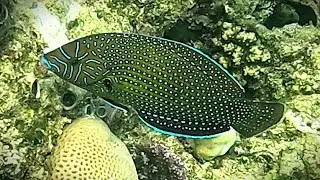 Blue-spotted wrasse (Anampses caeruleopunctatus) diamond wrasse, female